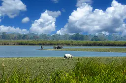 Kaziranga national park assam 1B8A9599